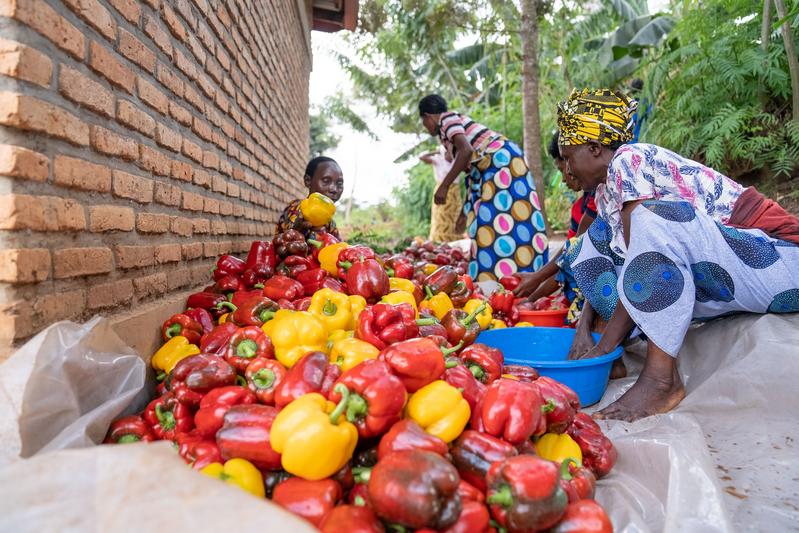 Bell peppers harvested at the greenhouse supported by Inshuti Mu Buzima. Photo by Asher Habinshuti / Partners In Health.