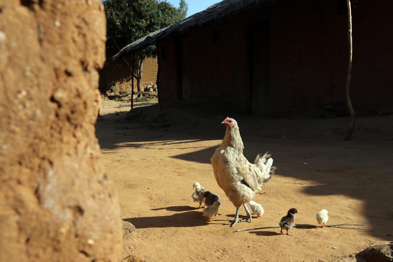Chickens walk around a community in Malawi where PIH works. No cases of avian flu have been reported there.