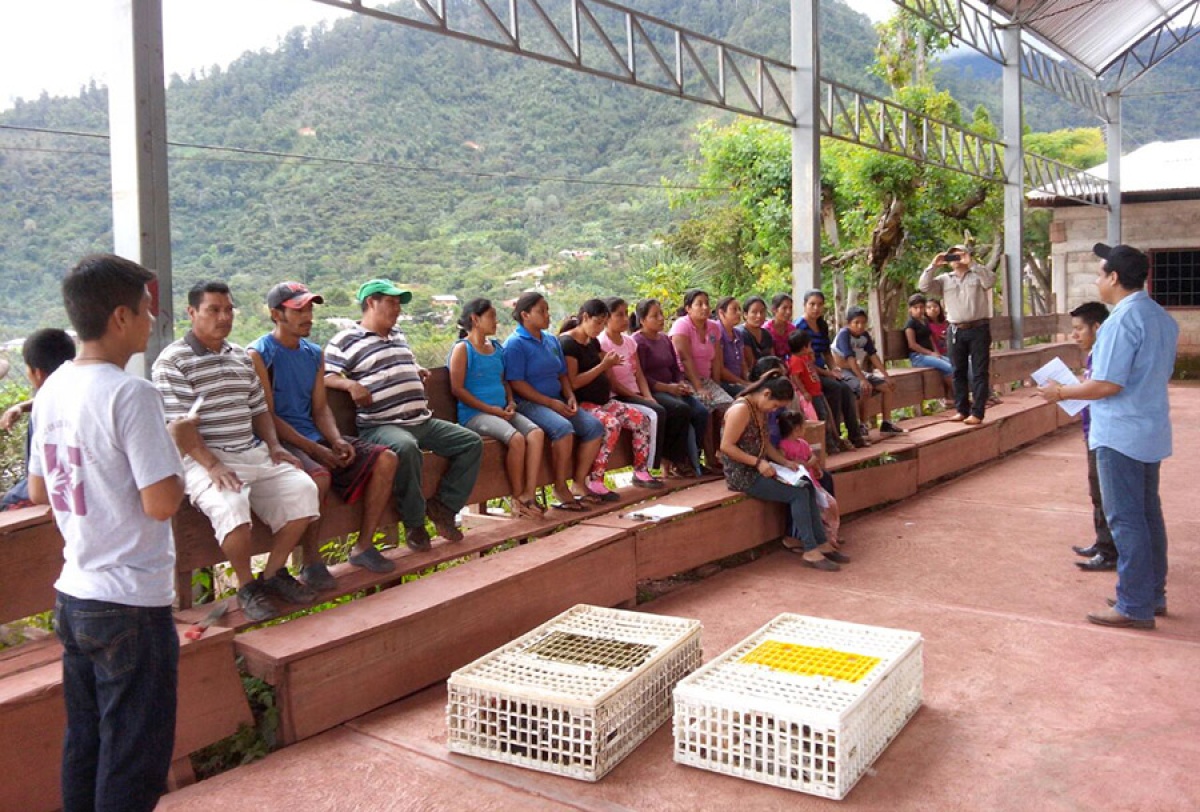 A Plan, 14 Hens, and a Rooster in Chiapas