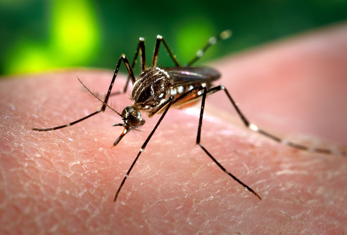 Need to Know: Zika Virus
