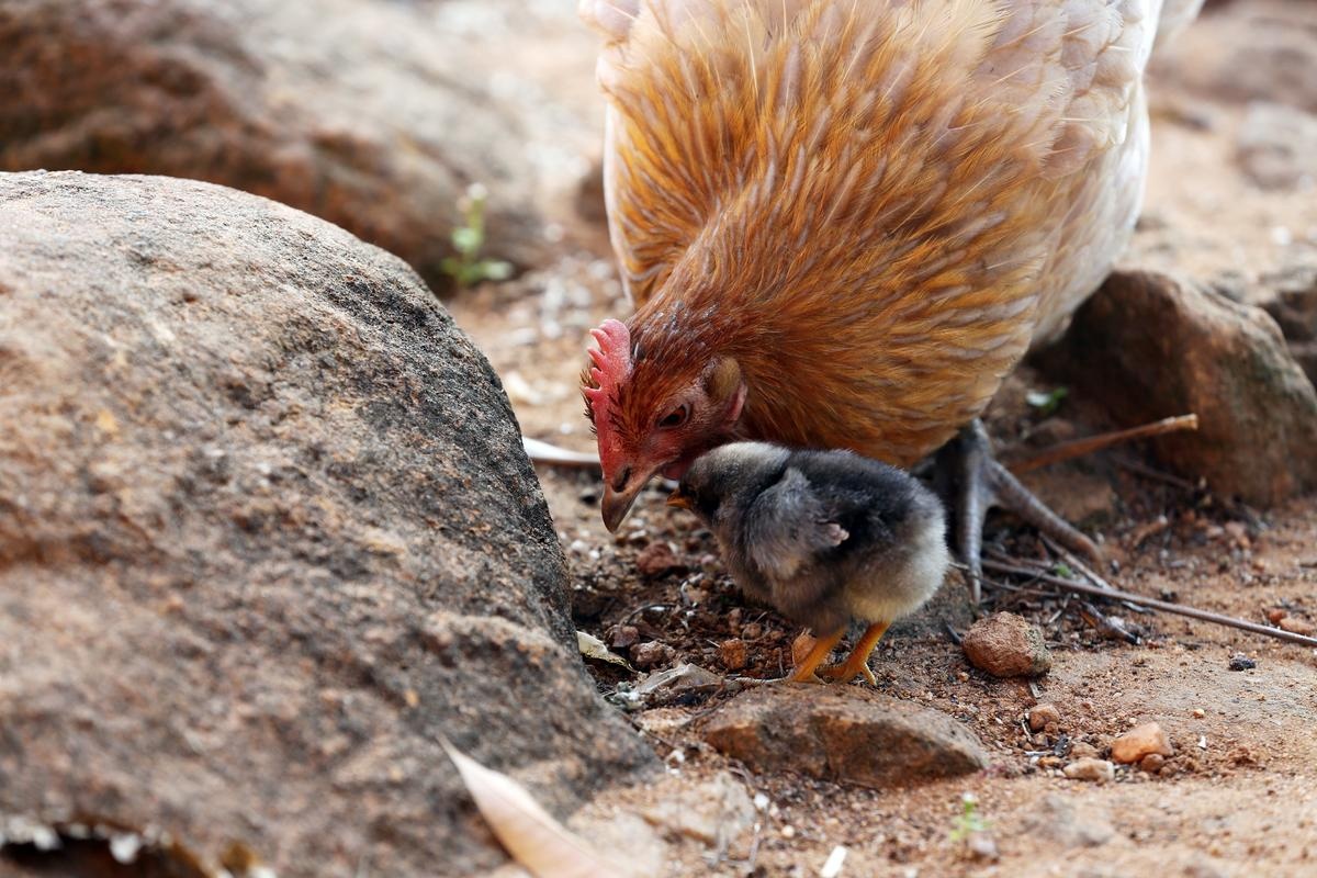A chicken watches over a chick