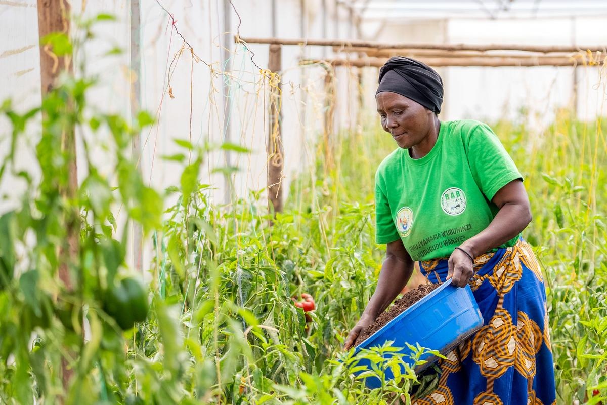 Rose Mukabatabazi tends to crops in a greenhouse opened by Partners In Health in Kirehe, Rwanda. The greenhouse enables farmers to cultivate crops even during the dry season, generating valuable income to support their livelihoods and health.