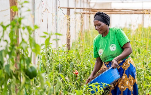 Rose Mukabatabazi tends to crops in a greenhouse opened by Partners In Health in Kirehe, Rwanda. The greenhouse enables farmers to cultivate crops even during the dry season, generating valuable income to support their livelihoods and health.