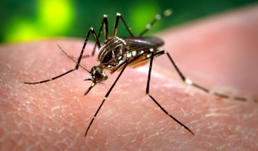 Need to Know: Zika Virus