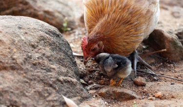 A chicken watches over a chick